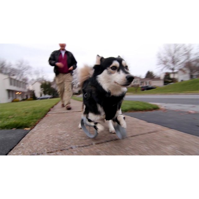 Σκύλος περπατά ξανά με την βοήθεια της 3d εκτύπωσης!